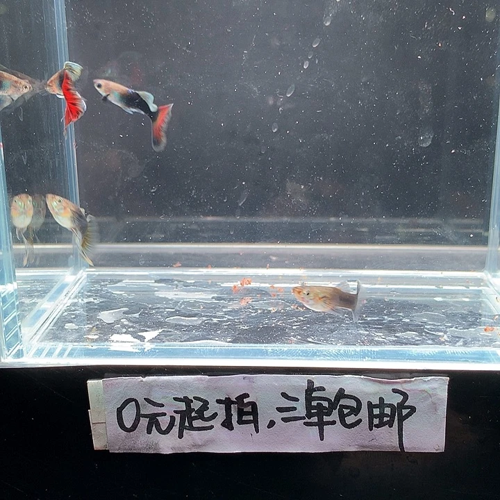 孔雀鱼兰礼服跑红一对➕长公2
