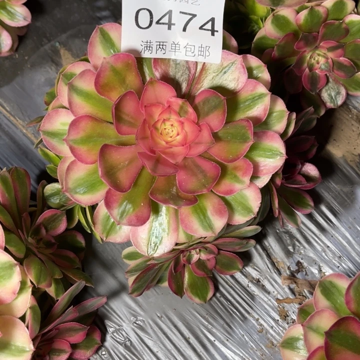 荔枝的的的0474多肉
