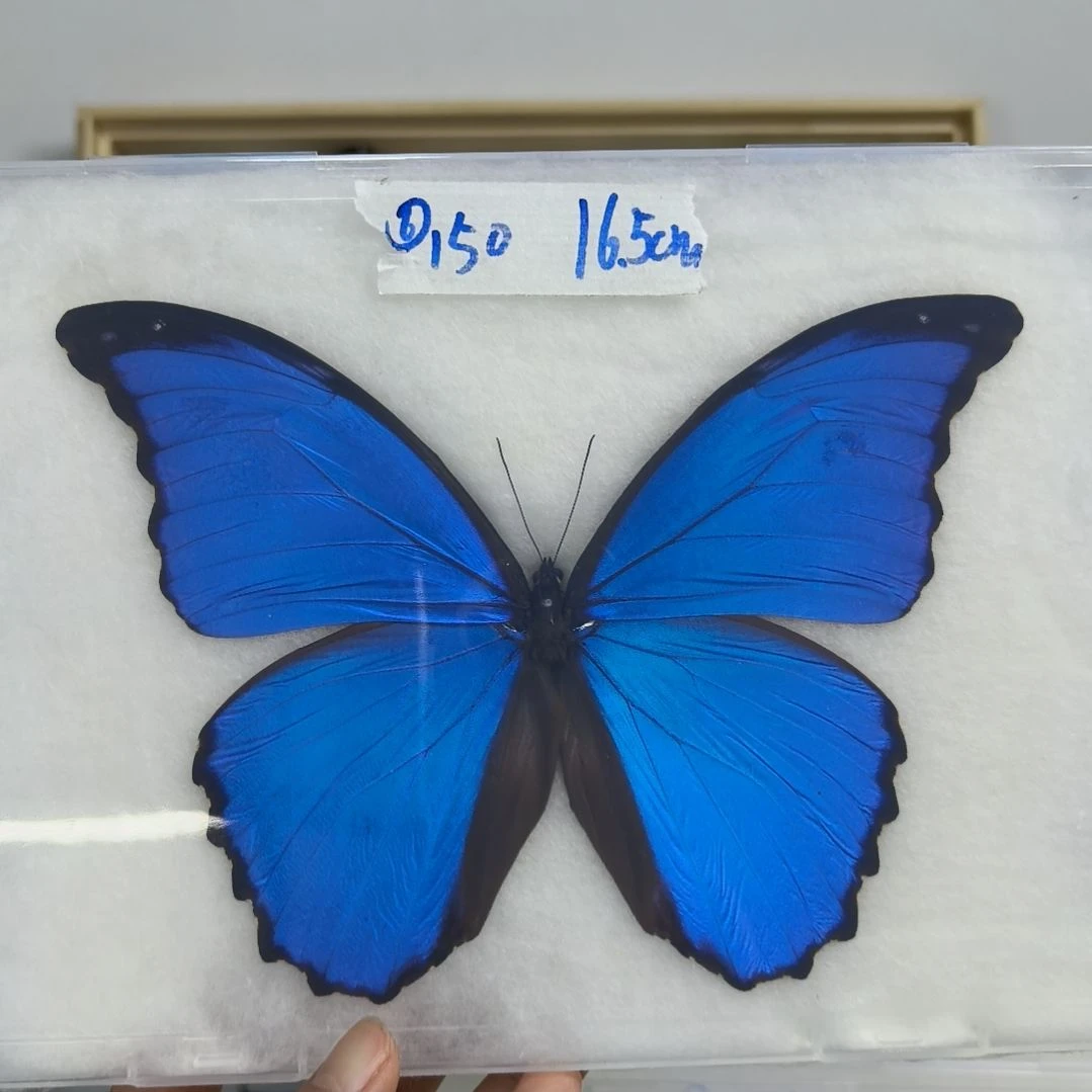 真蝴蝶标本一物一拍