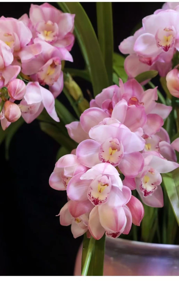 老黑家的种球【31002水蜜桃】粉色系 带花苞 花剑 清香型桌面蕙兰