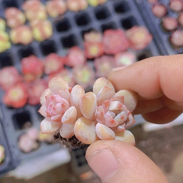 草莓啵啵【满10颗包邮】