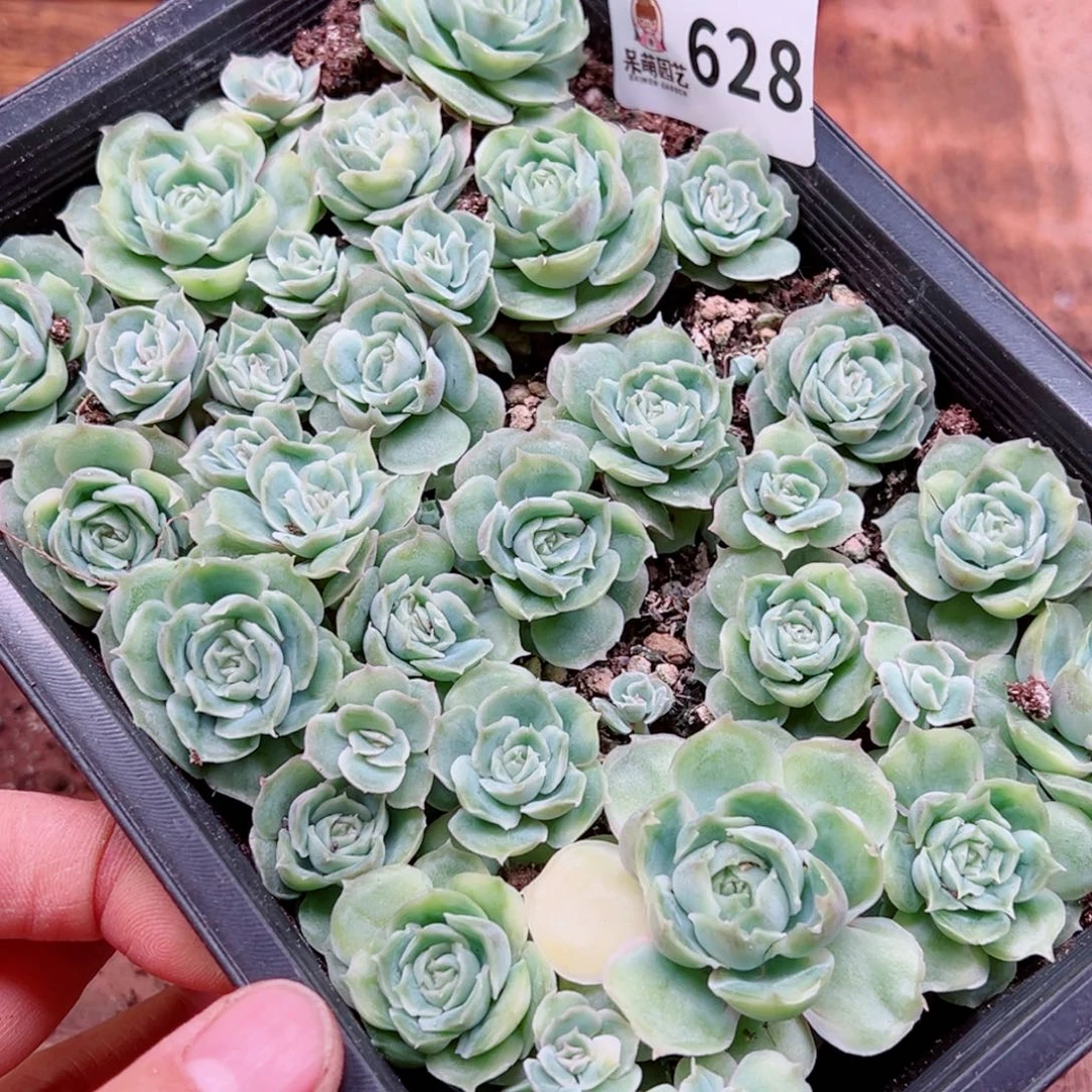 L***D多肉植物多肉植物