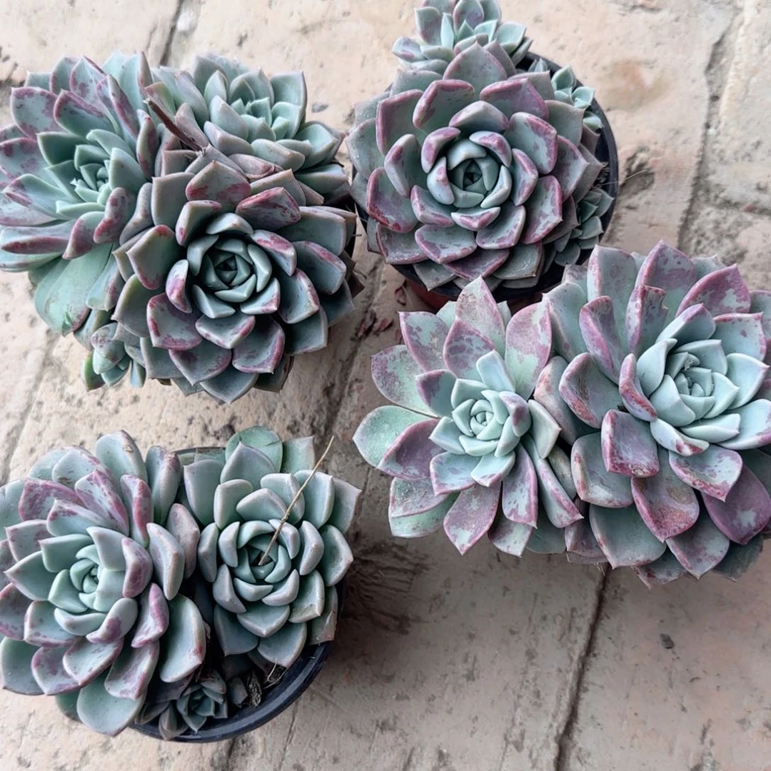 无花朵海琳娜群生90