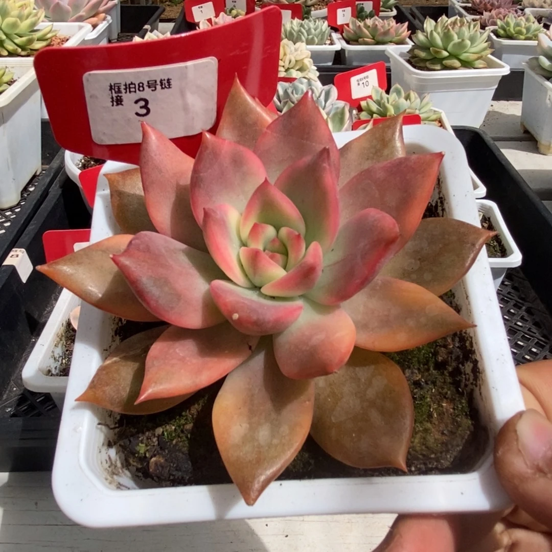 3号卡梅拉锦多肉植物