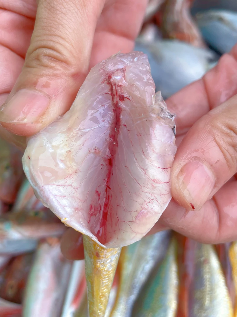 海鲜组合拼盘（黄花鱼 银鲳鱼 红娘子鱼 ） 去头去内脏 顺丰快递