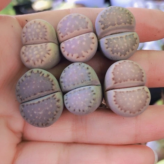 无花朵1035，6颗饼干如图2厘米左右