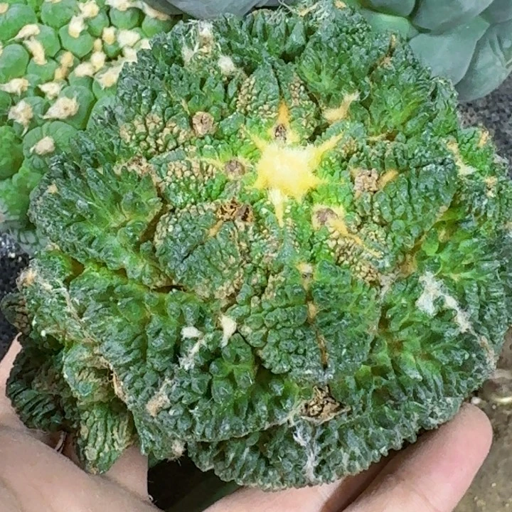 咦***呀无花朵福利哥斯拉386