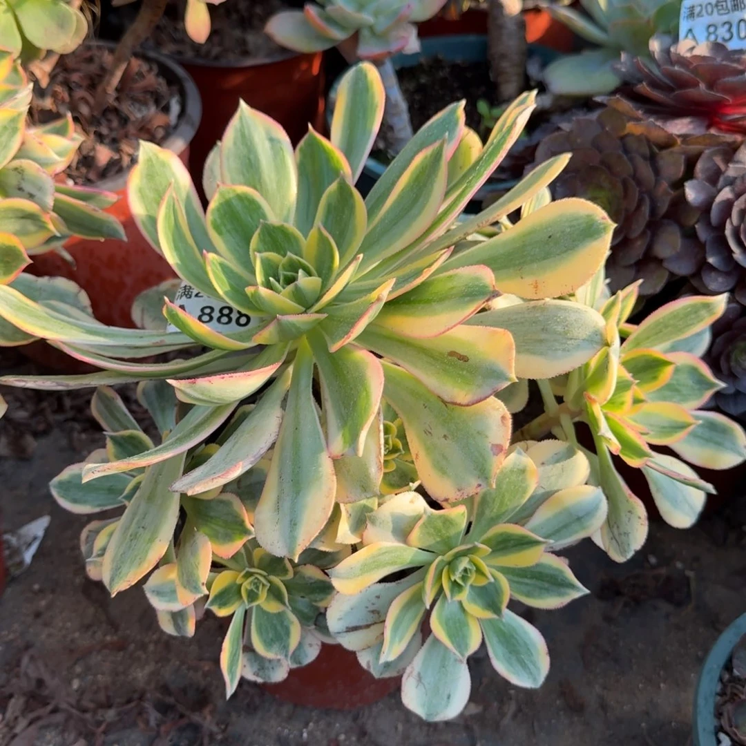 满20包邮，888灿烂叶子黑斑正常