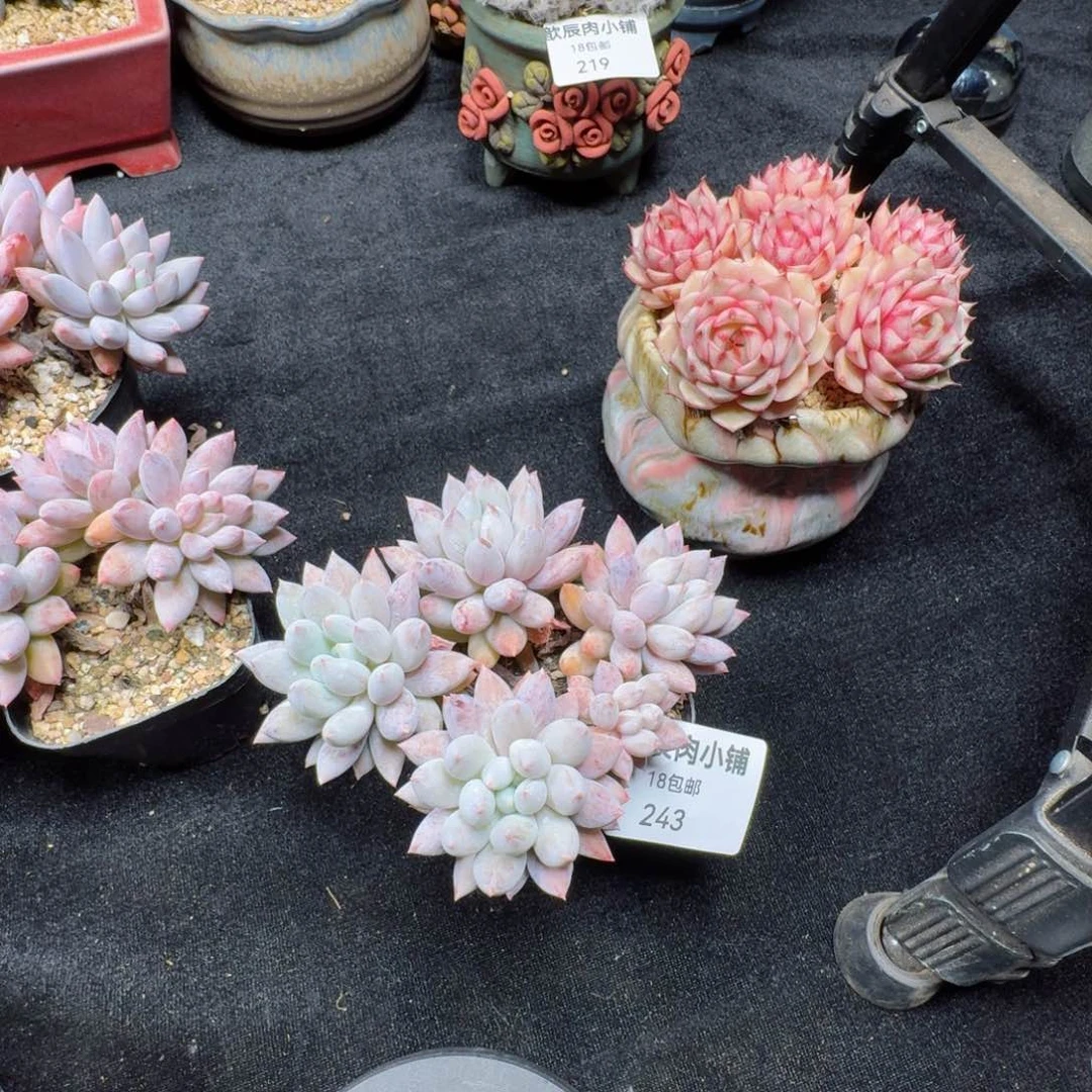 @*羊多肉植物  243  所罗门