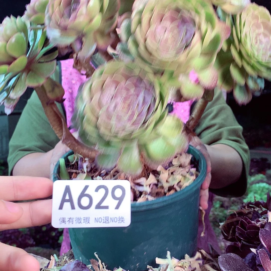 无花朵柒哥多肉法师不包侧断枝629