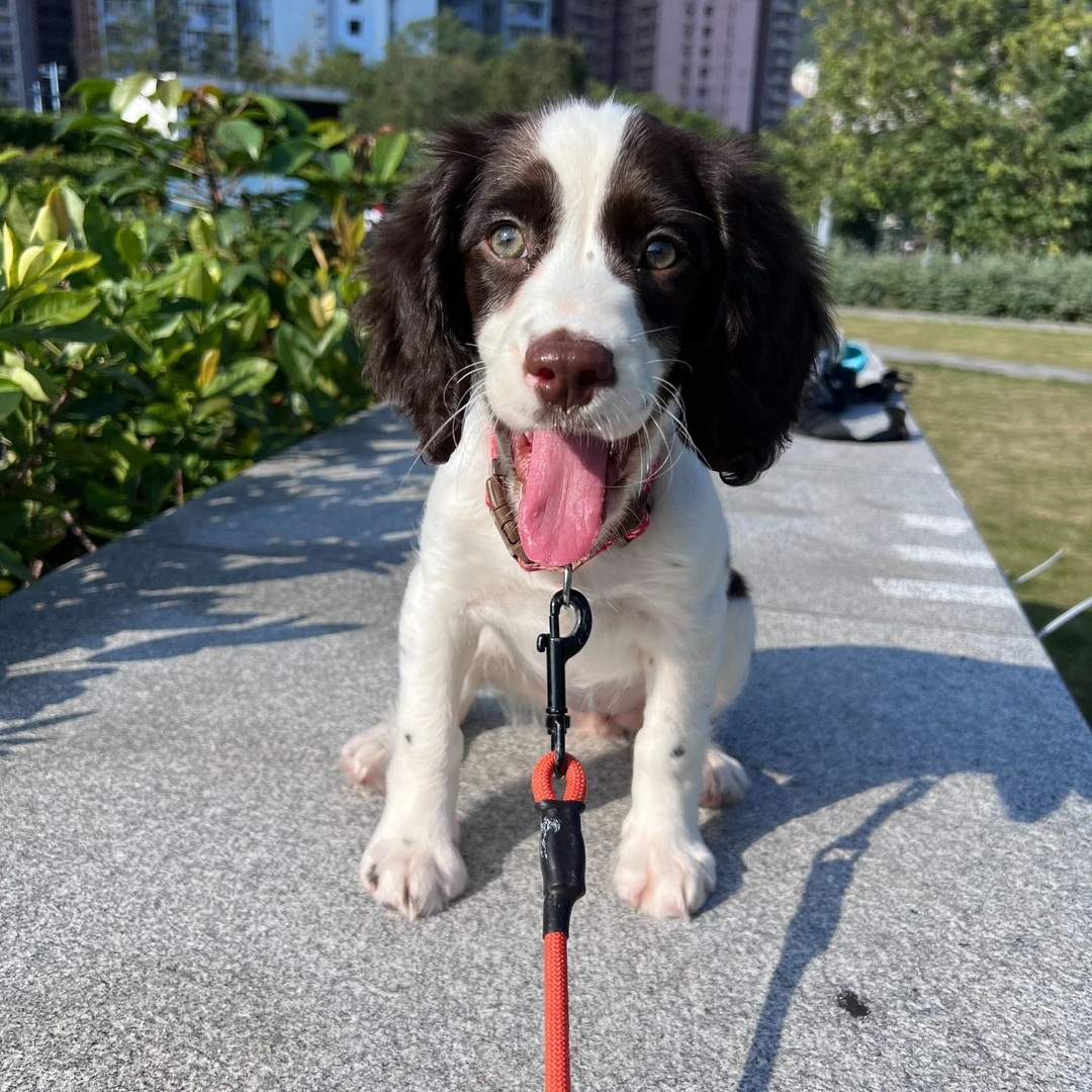 00后的犬舍史宾格活体链接