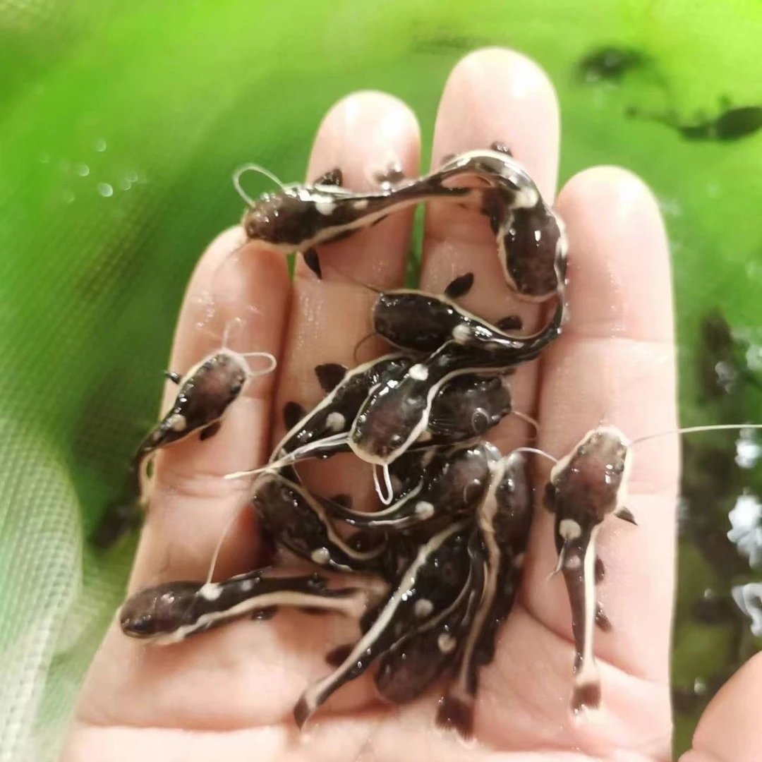 招财猫鱼活红尾鲶鱼狗仔鲸鱼大型热带观赏鱼底层鱼