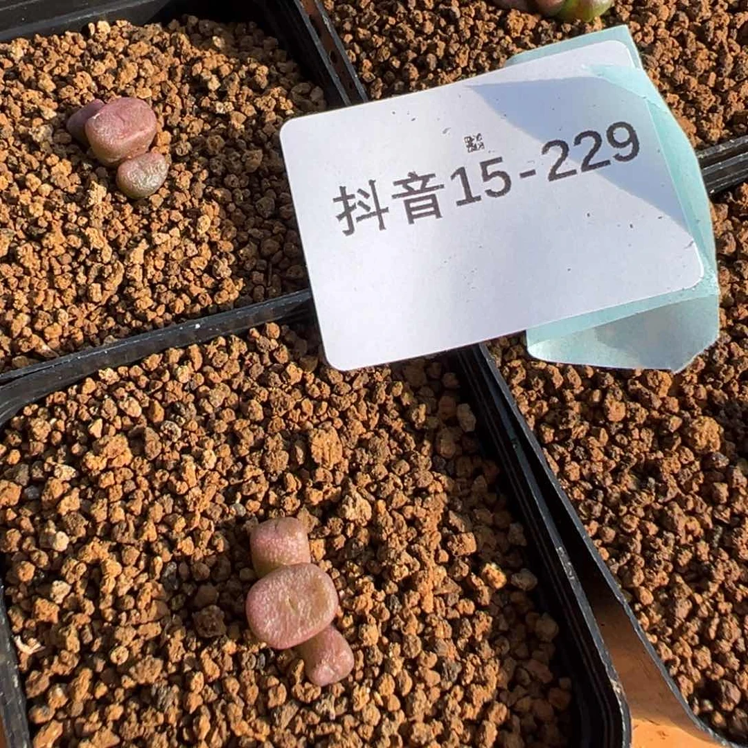 15-229量拍伊尔玛猪鼻子一群