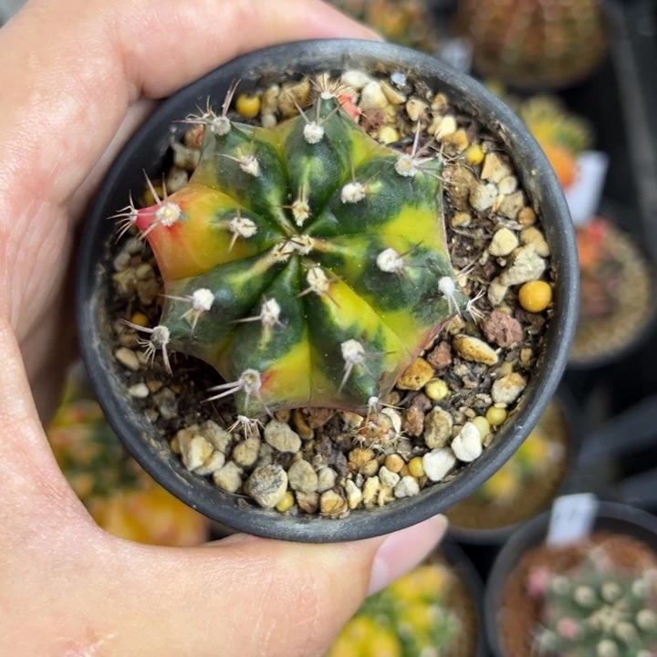枫叶侧芽自根带盆土发货