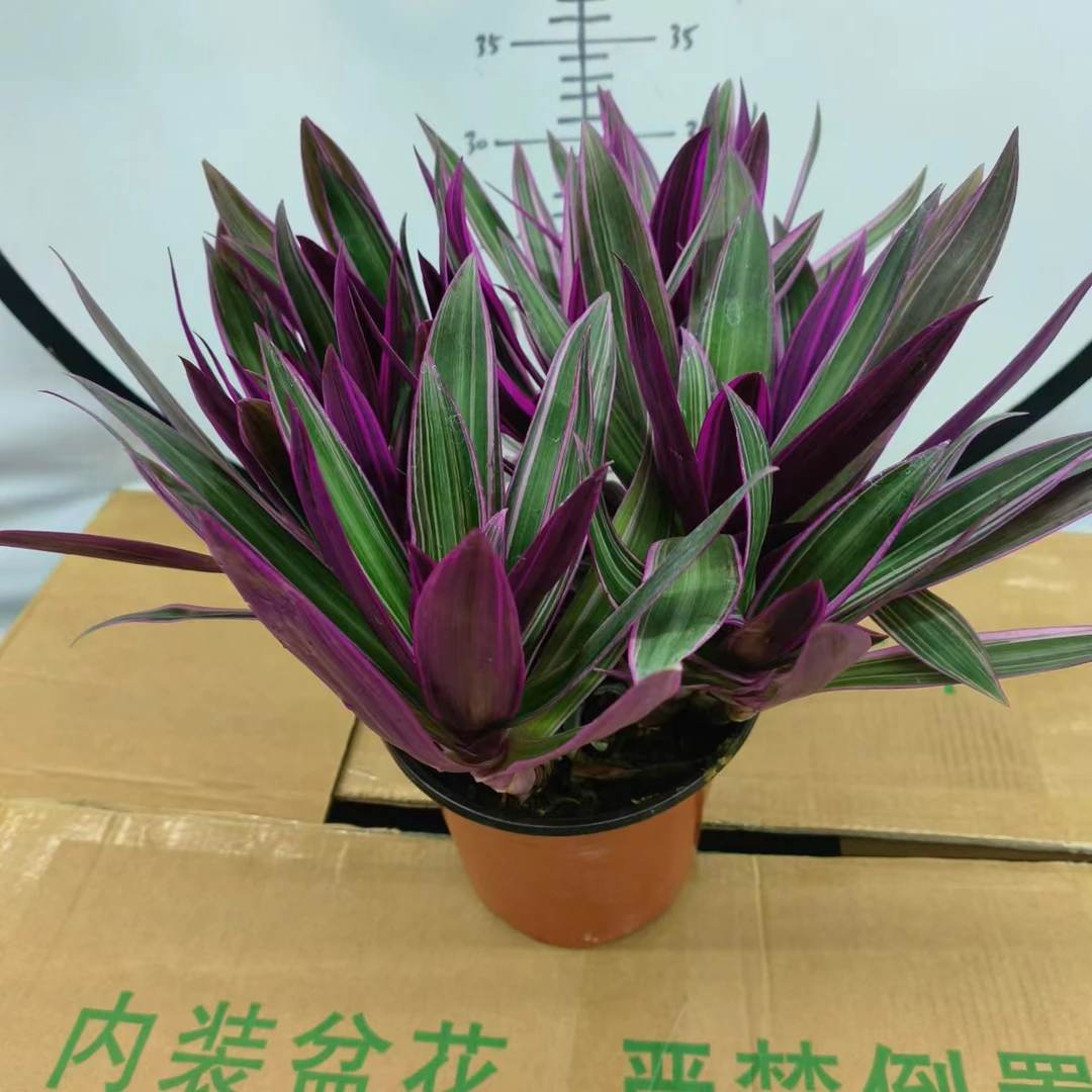 【紫露兰】老桩多头紫露兰