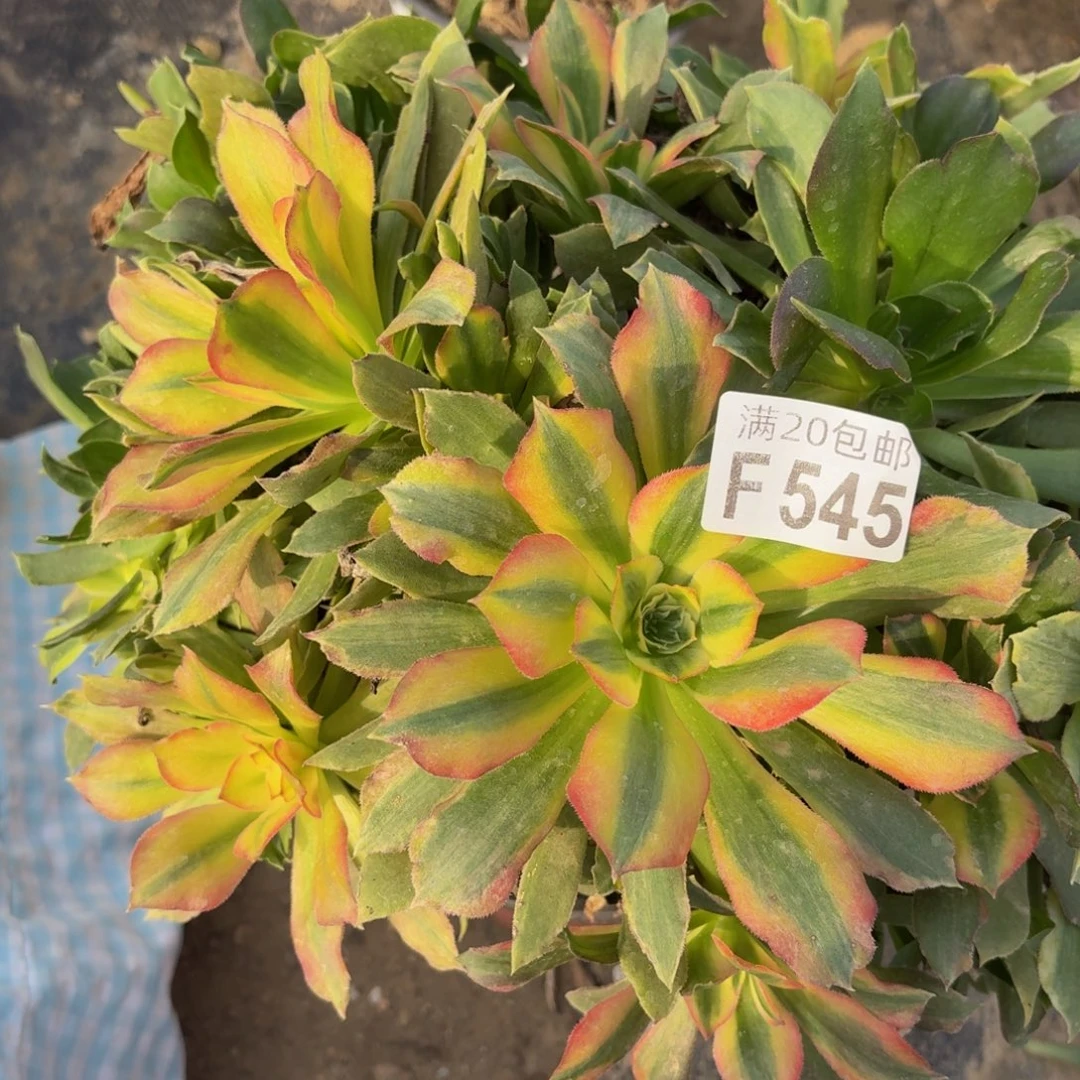 545多肉植物捧花的