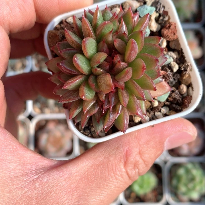 黑色系缀化。          29号