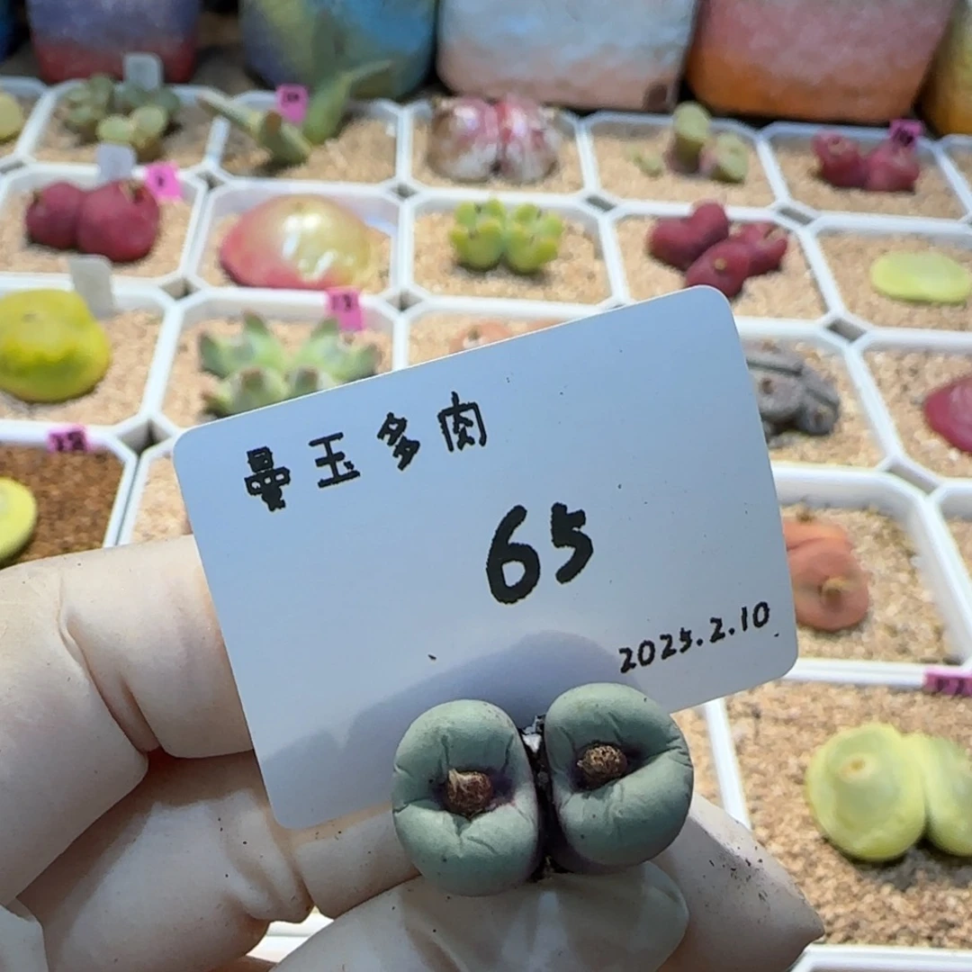 Y*多肉多肉多肉2.10-065Y