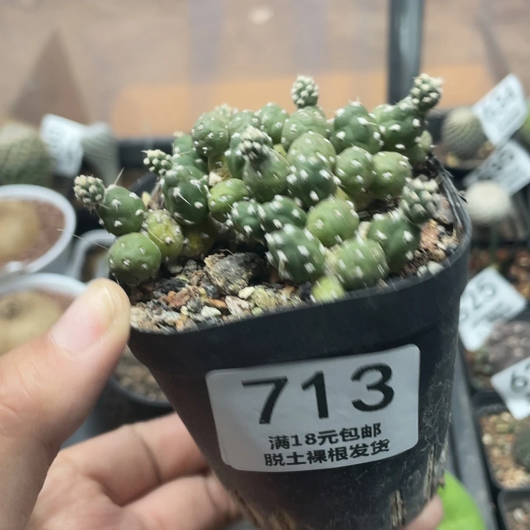 713罗西安娜（满18元包邮）