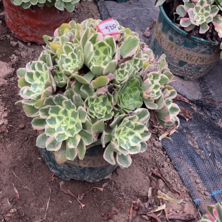 520女妖多肉植物法师