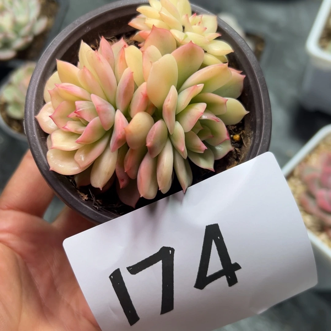 「***」174、反反复复风风光光个