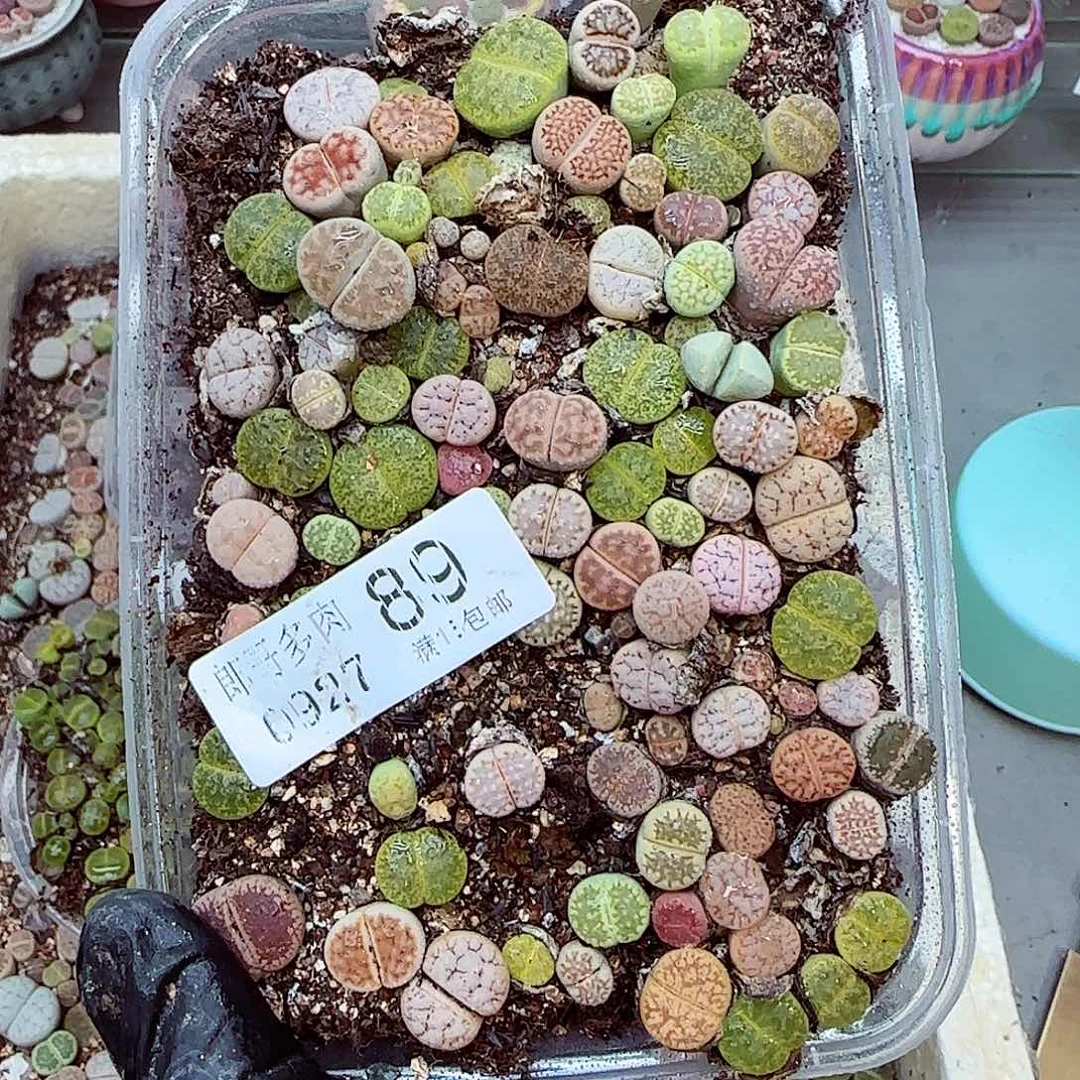 生石花满18包邮0927-89