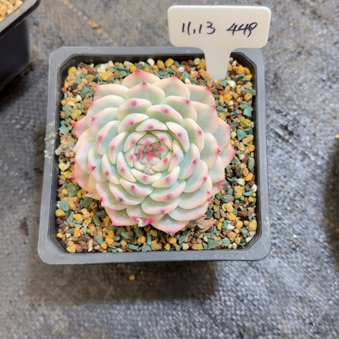 一物一拍吉娃娃锦449