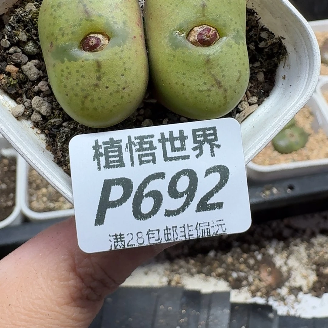 多肉植物的润泽gjkk