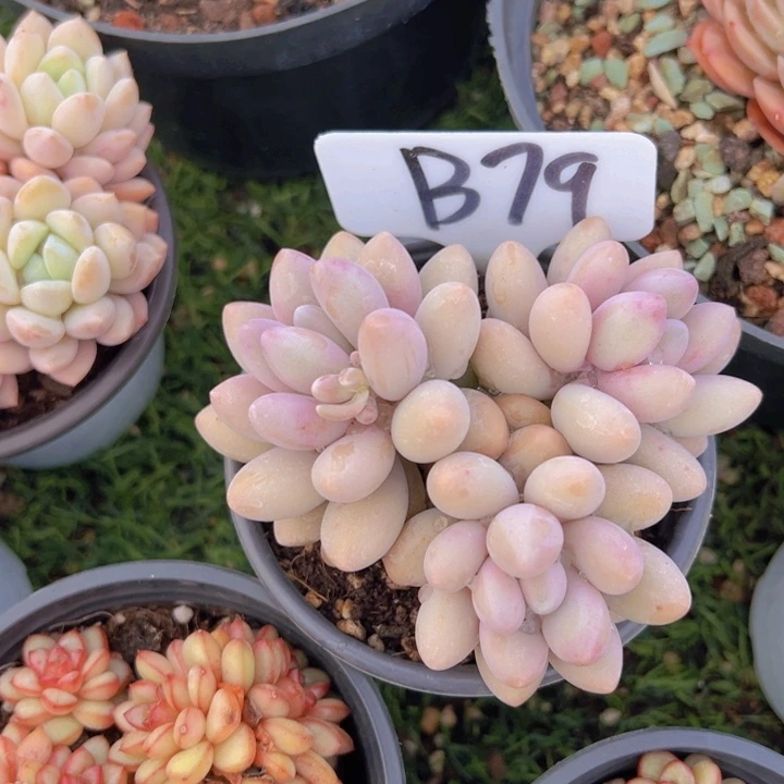 ，健健康康平平安安