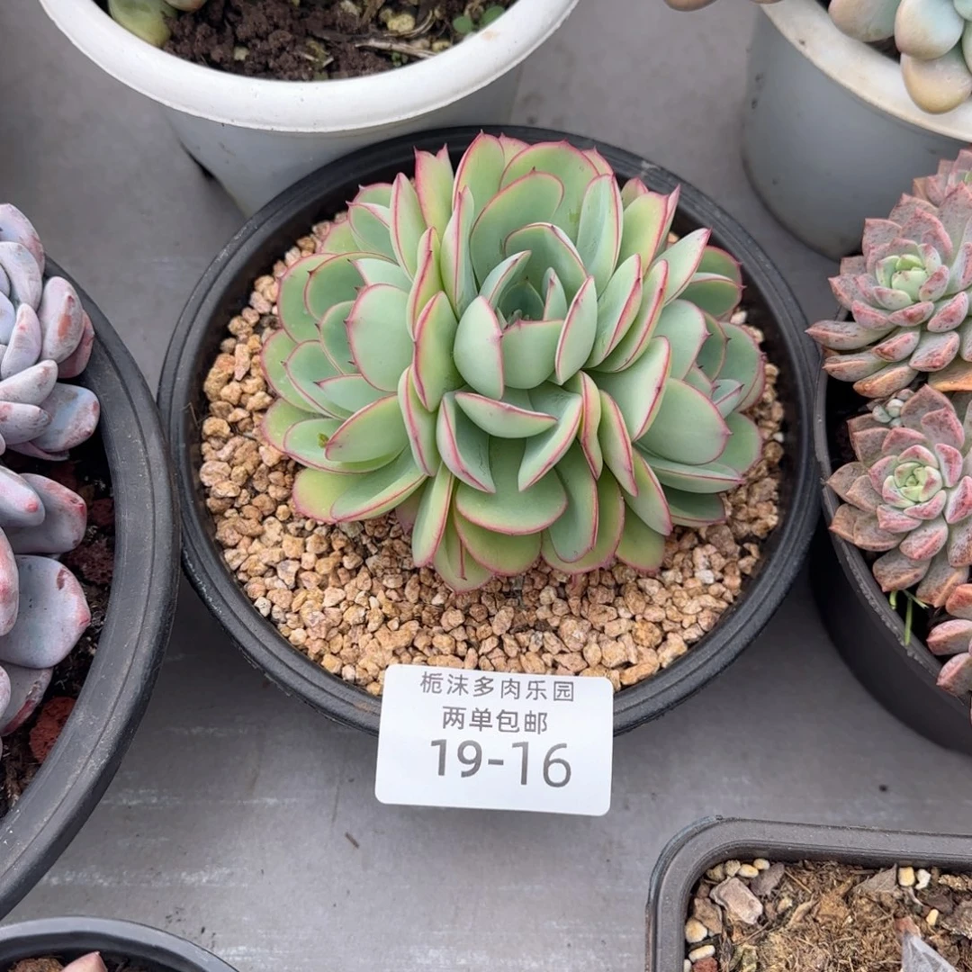 小***》19-16牡丹亭多肉植物