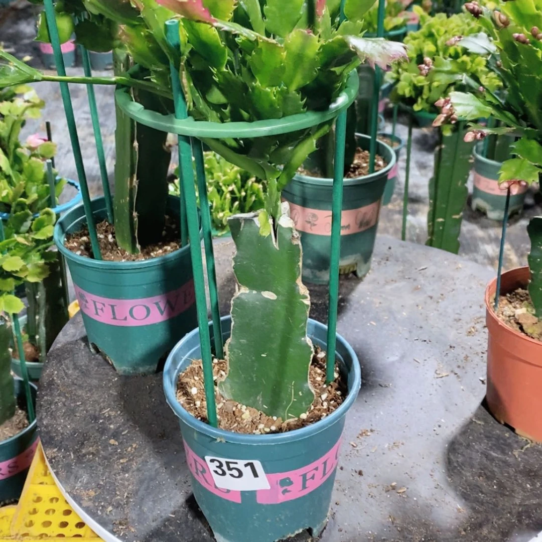 【闪购商品】当前无花朵，栽培后可花朵微****葵351嫁接083