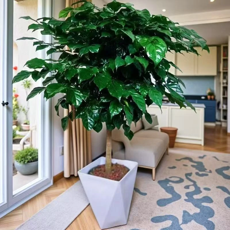 棒棒糖绿宝幸福树植物好养活室内净化空气植物四季常青