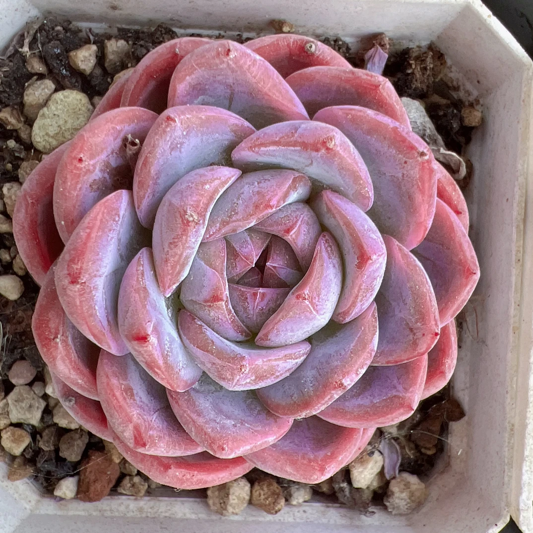 白玫瑰珍妮70#-精品多肉脱土