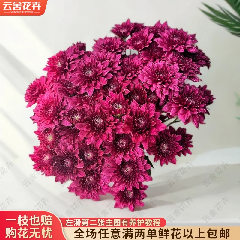 【云舍花卉】【紫丹特】小菊 全场任意满两单及以上鲜花包邮发货