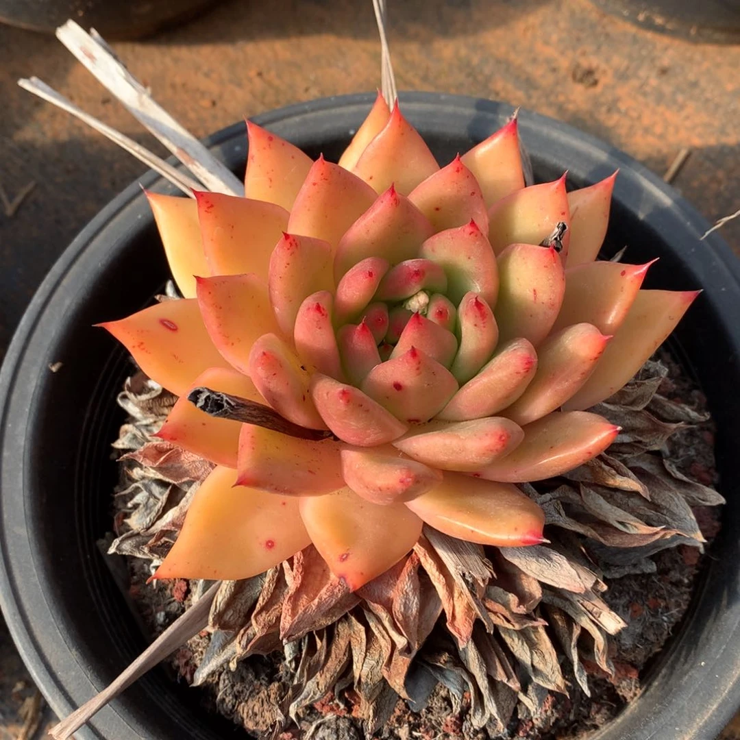 群生断枝不包售后