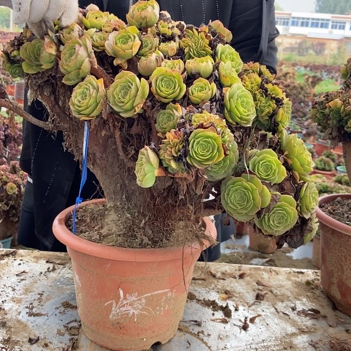 江***姐H153王胜节万圣节