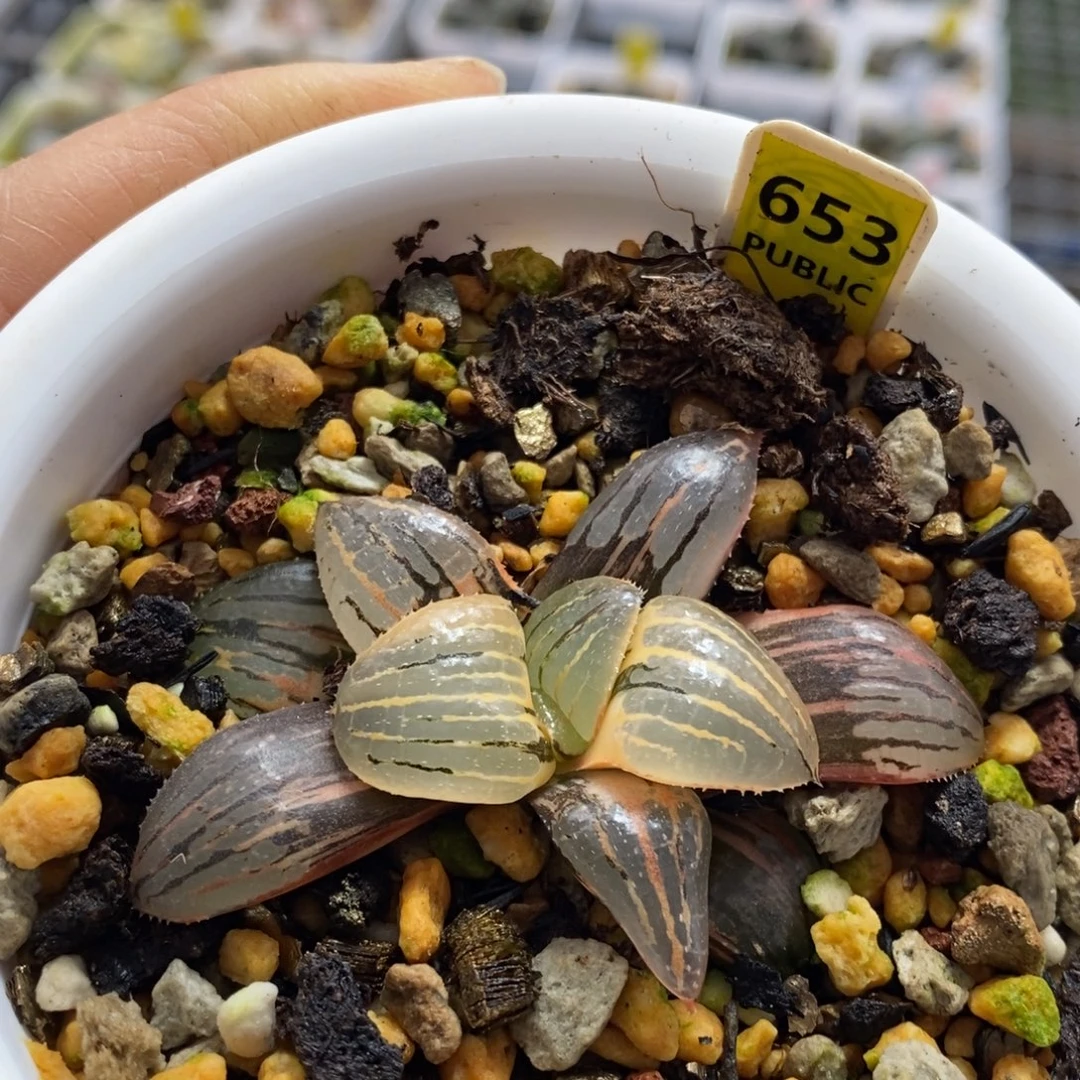 653号香瓜岛多肉锦