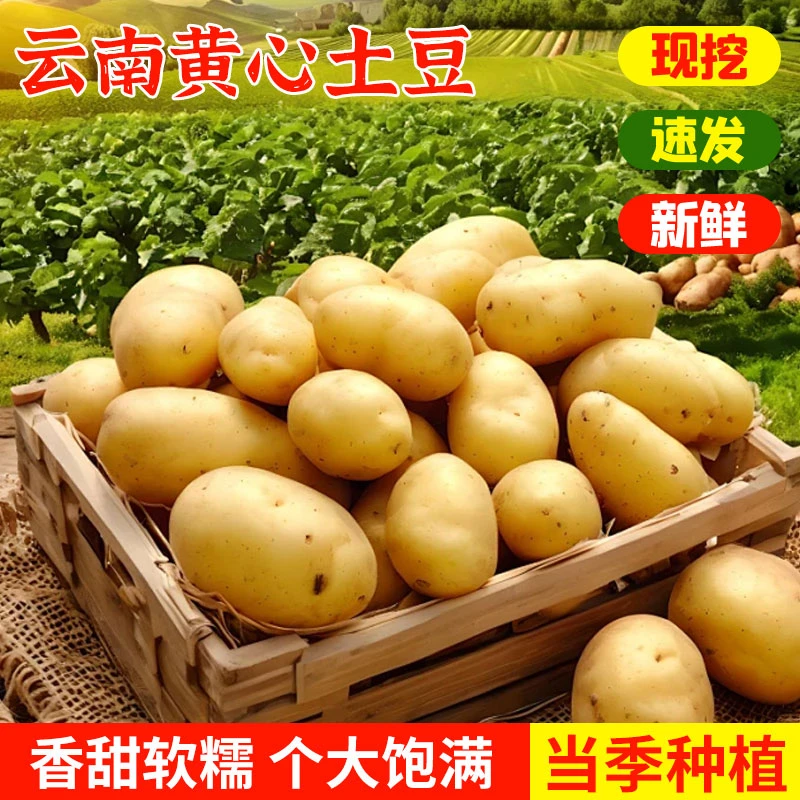 新鲜现挖黄皮黄心土豆粉糯香面口感好农家正宗农家新鲜云南蔬菜