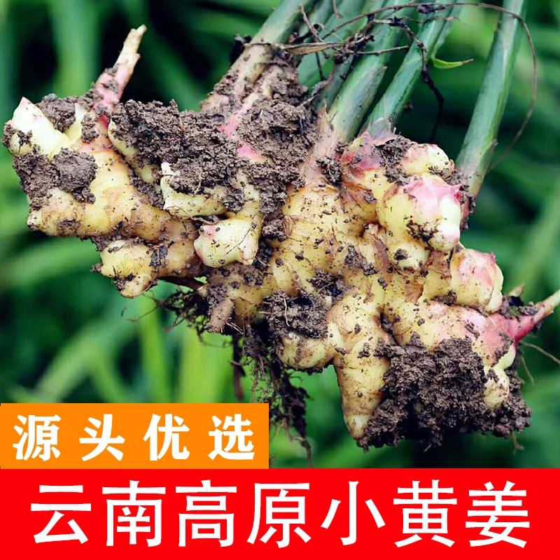云南小黄姜香味浓郁辛辣够味现挖山地种植生姜产地直销新鲜姜A1
