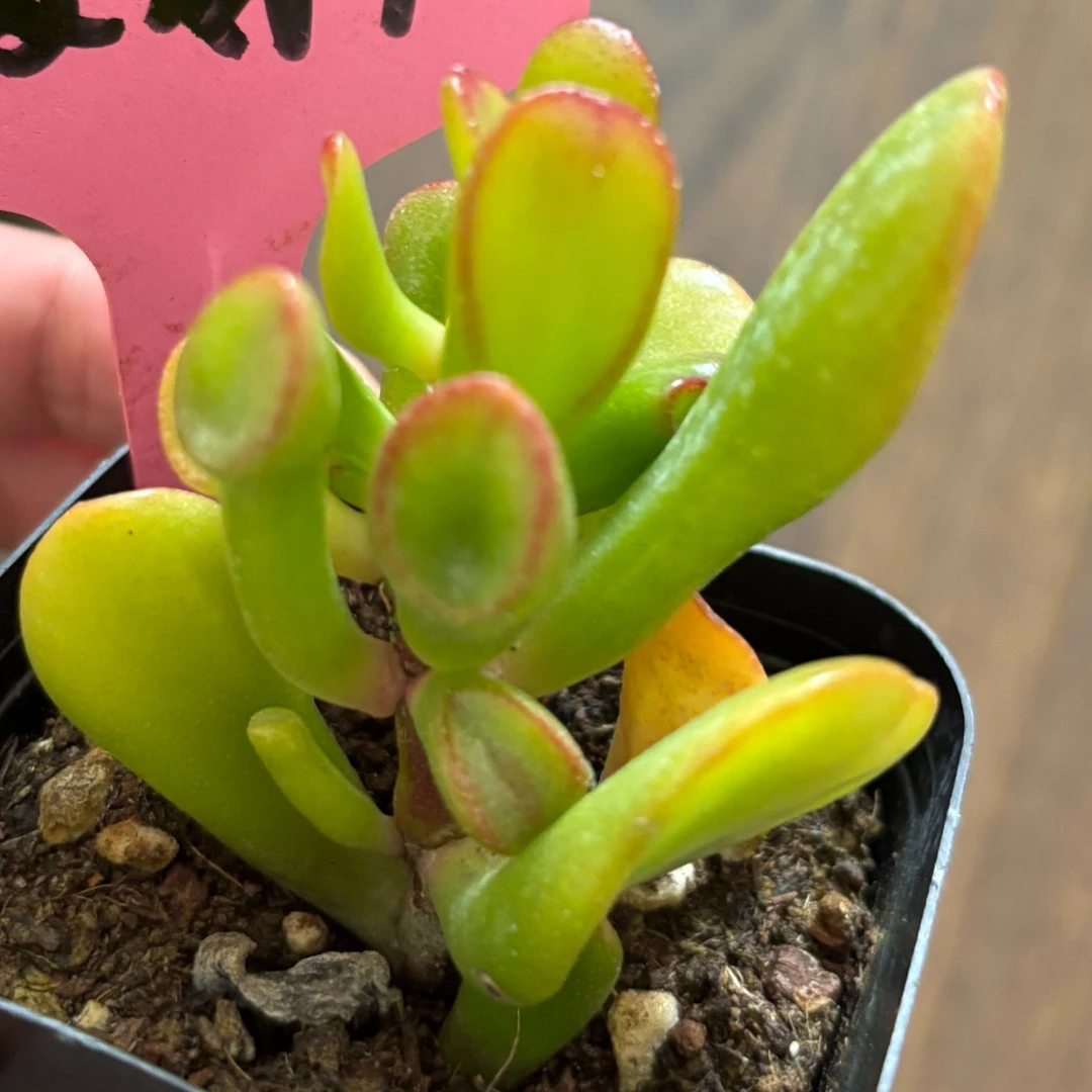 圭土多肉【吸财树】耐寒美观好养 带盆土发  满15元包邮