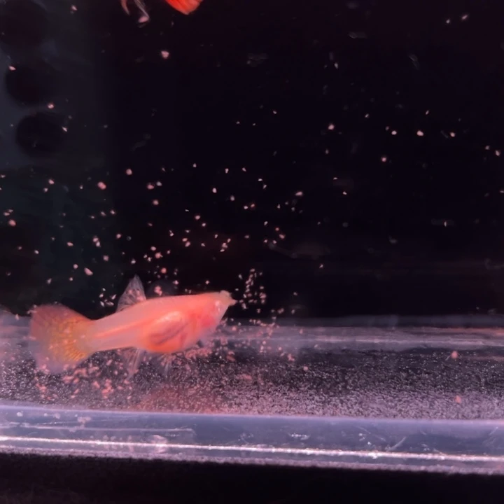 孔雀鱼红龙白子玻璃猫1对