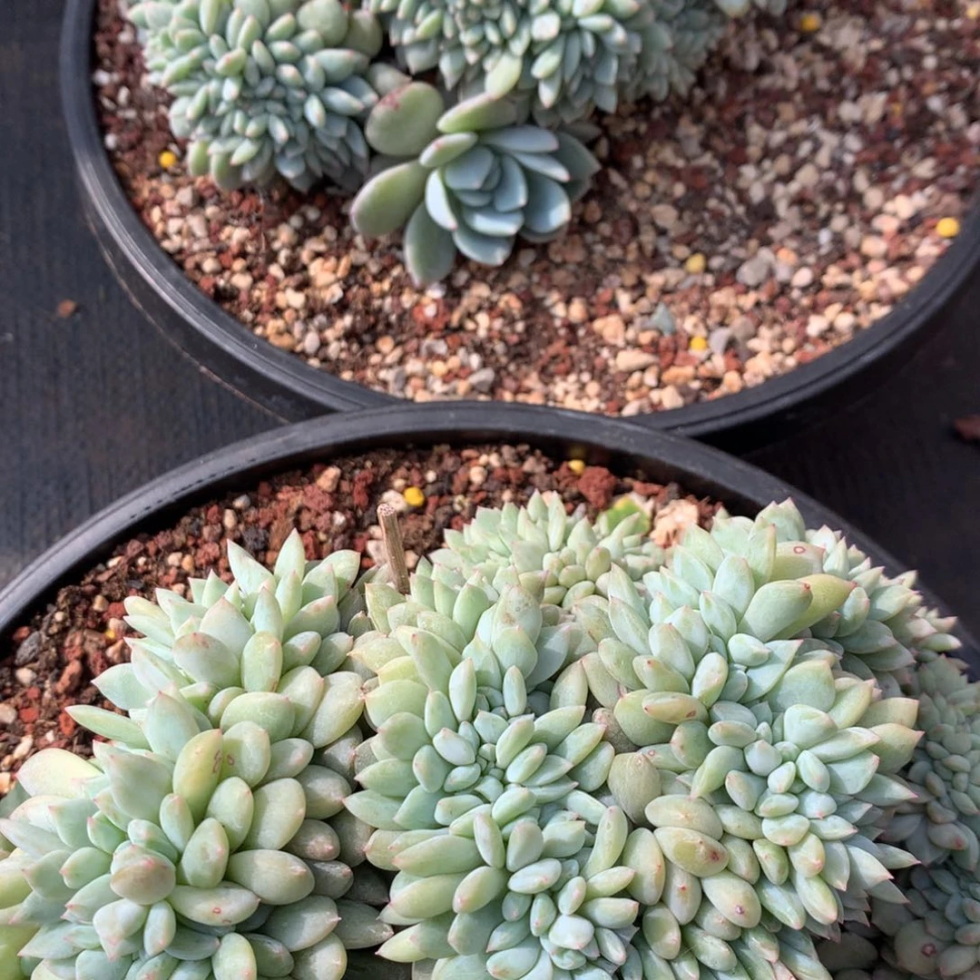 橙梦露橙梦露橙梦露