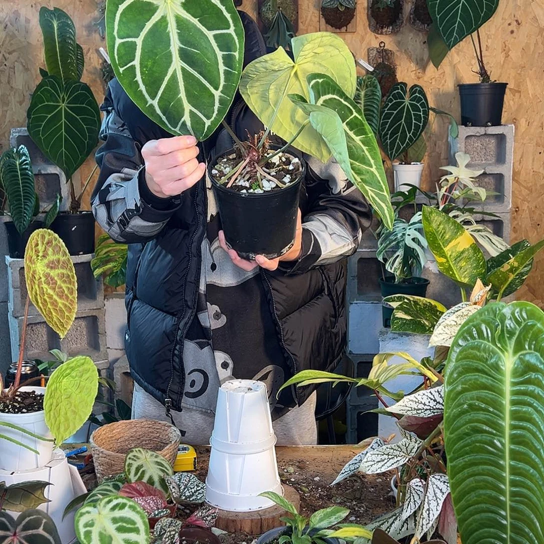 完全开放F07老桩花烛