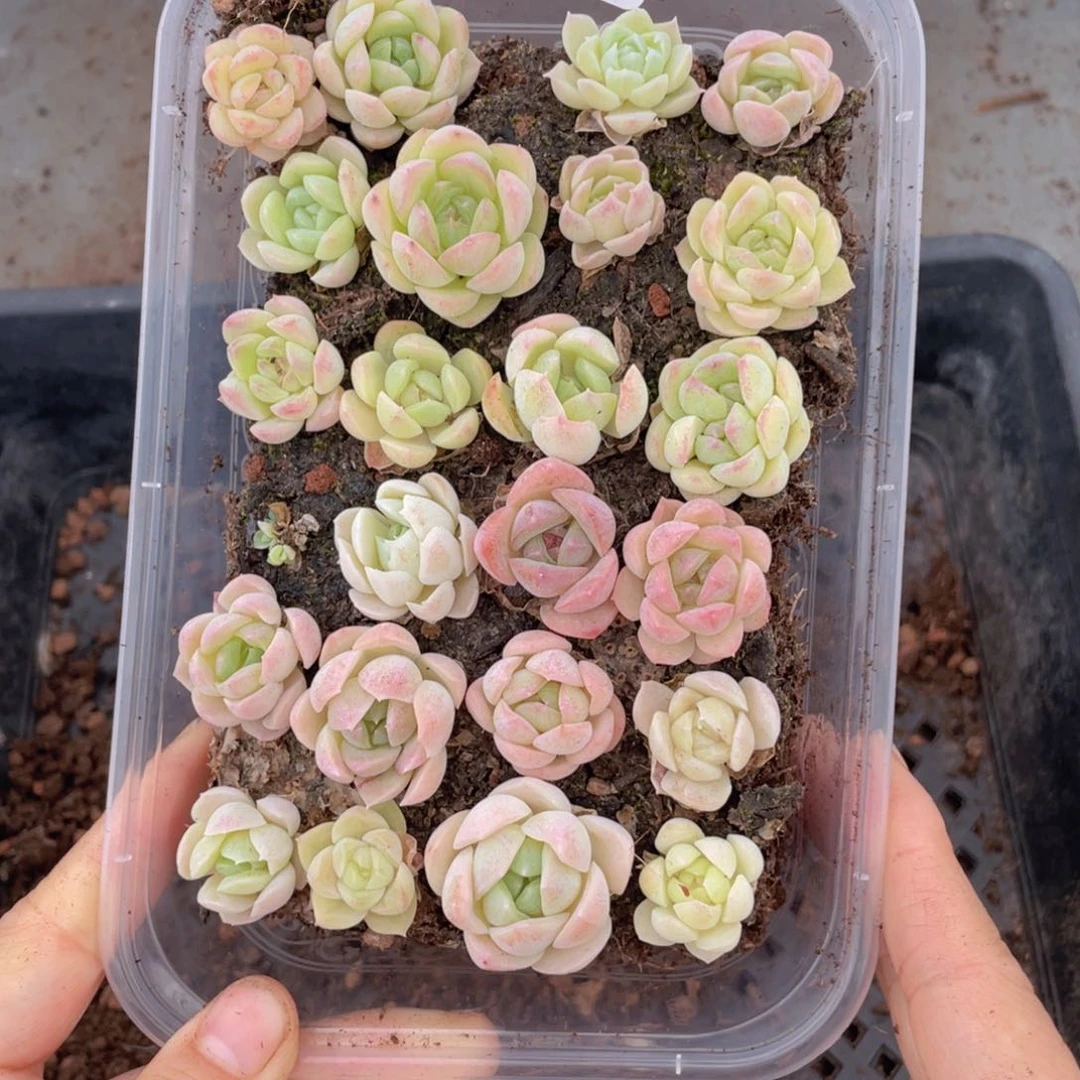 云糖心多肉植物084