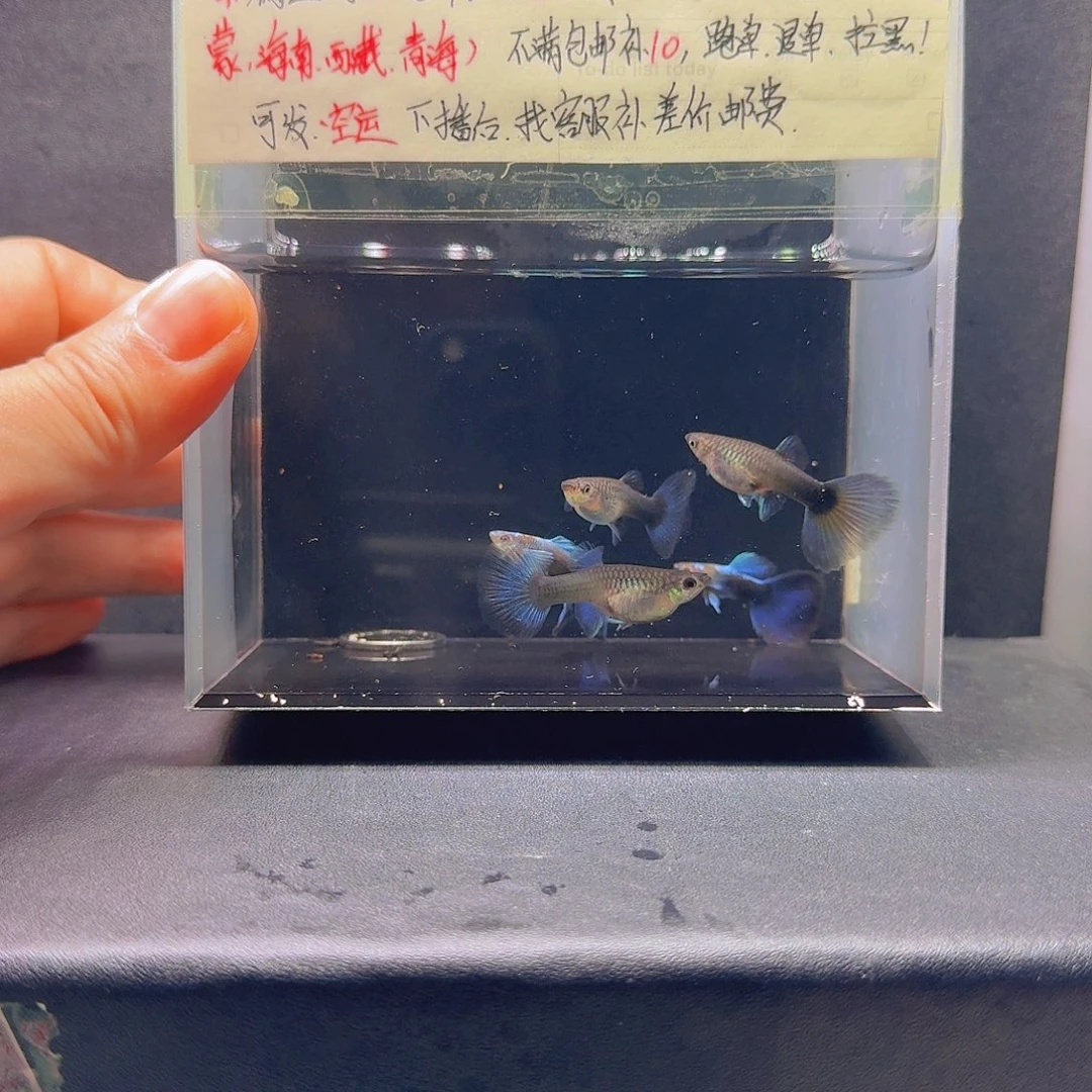 孔雀鱼蓝礼服飞船3对
