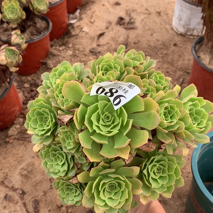 686绿玫瑰手捧3北头