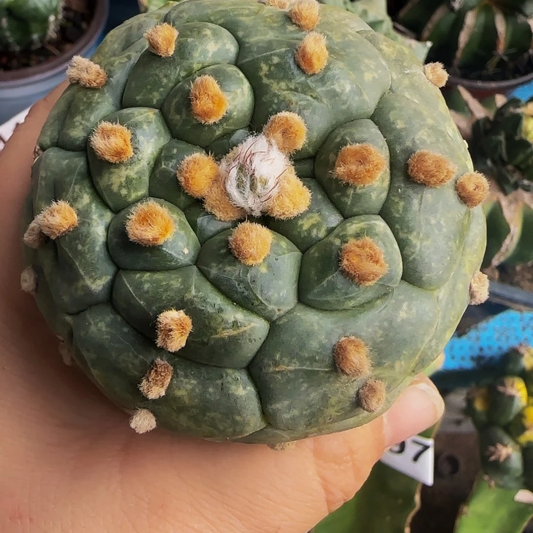 龟甲兜360仙人球开花