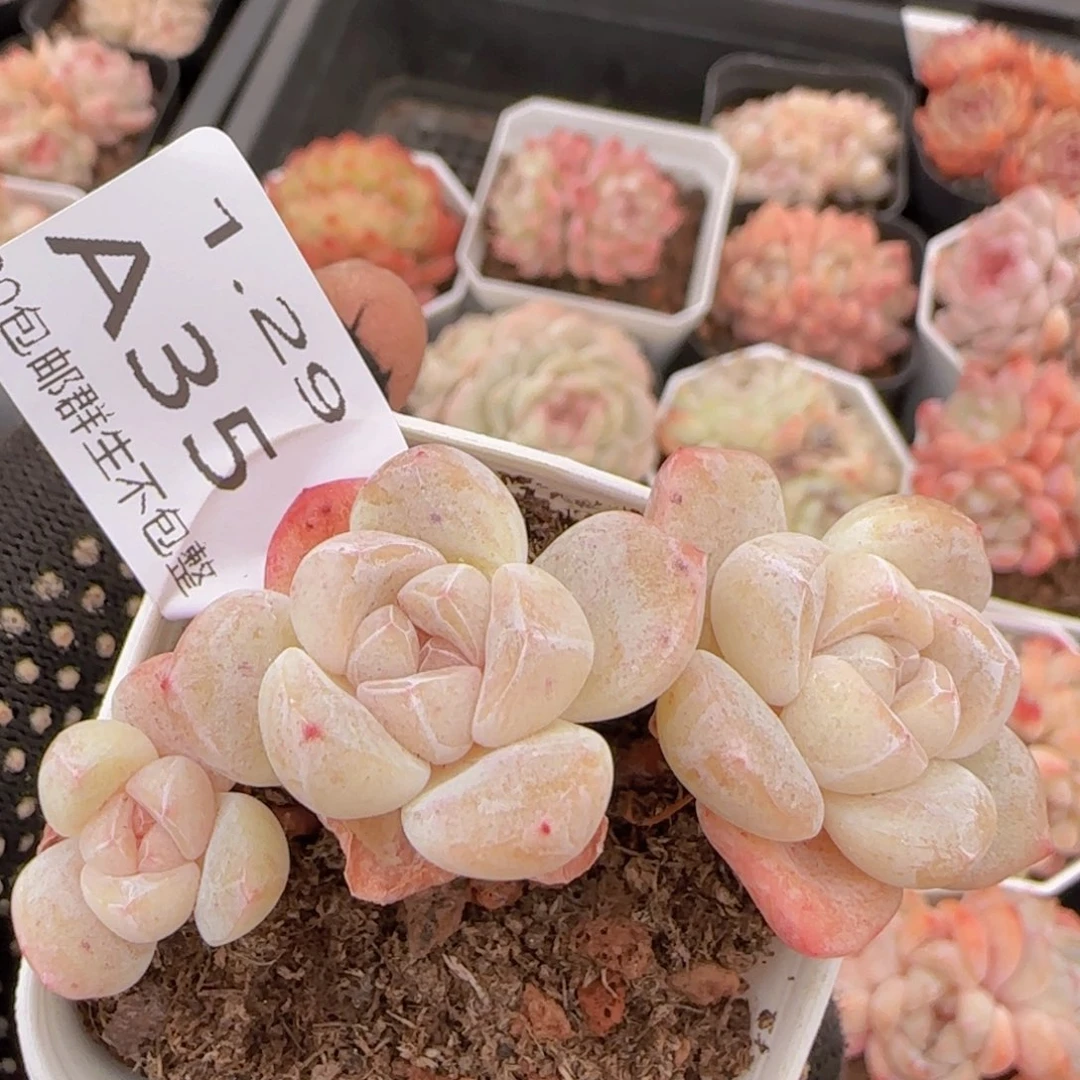 三头老桩冰玉一颗