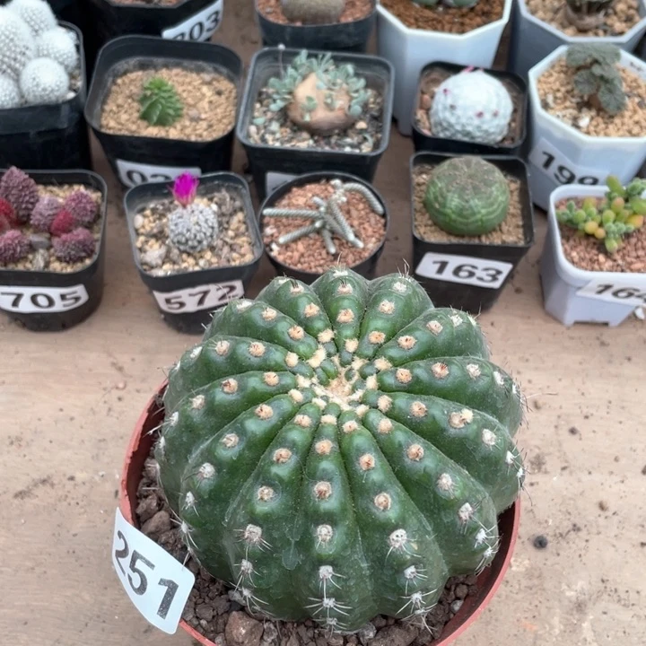 251超大炫美玉仙人球