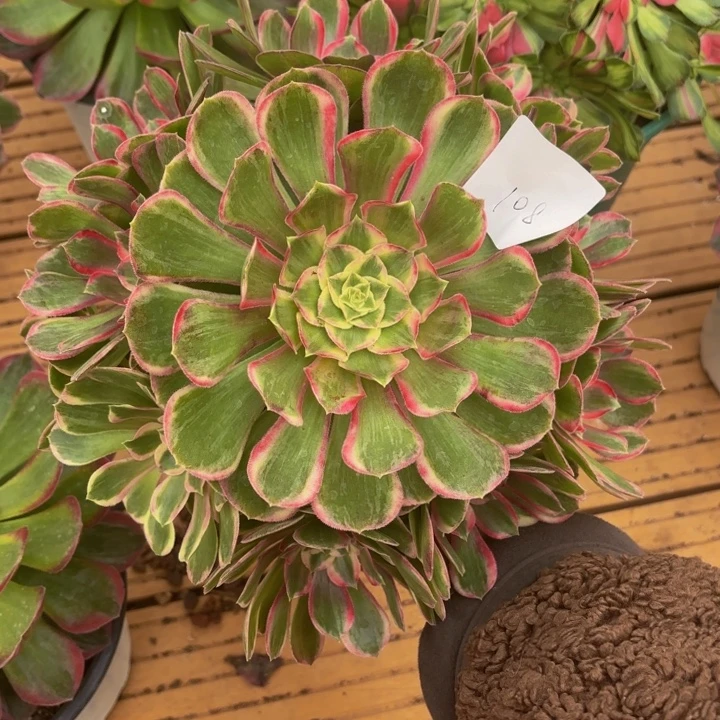 云南孔雀翎好看108号